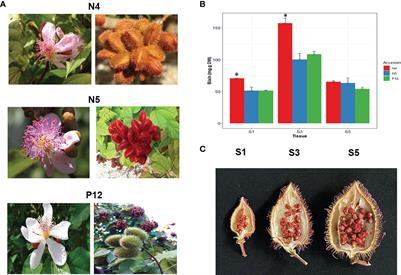 Gene expression profile during seed development of Bixa orellana accessions varying in bixin pigment